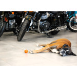 Ducati Multistrada V4 - krásný stav, ZÁRUKA, SERVISKA